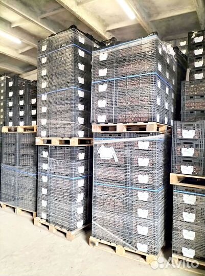 Луковицы тюльпанов средних и больших размеров