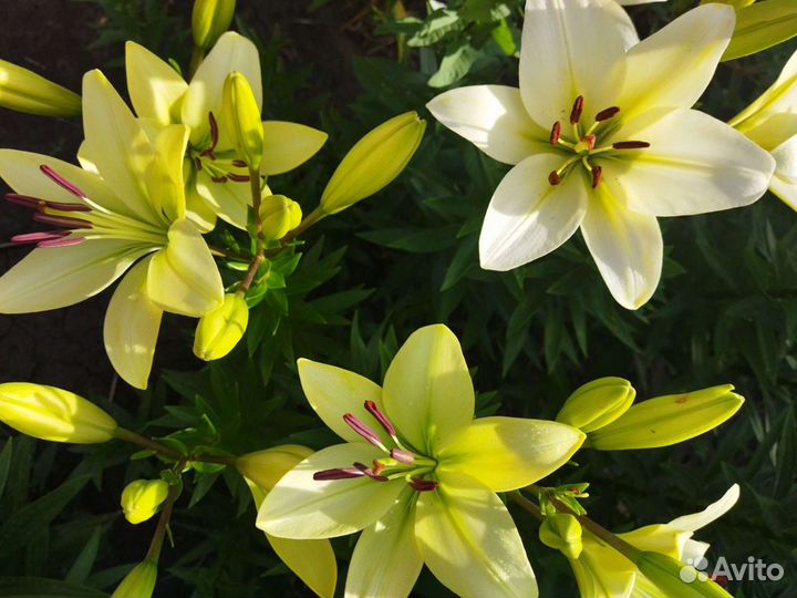 Букет из Лилий