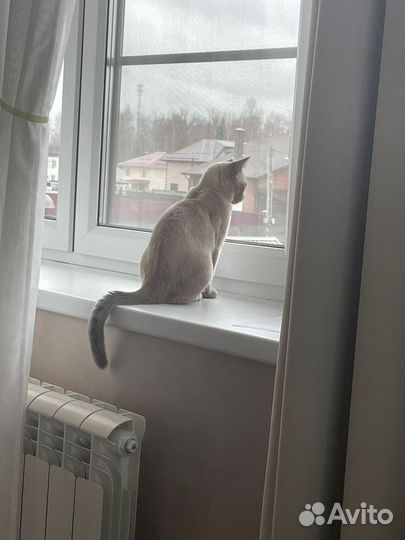 Бурманская кошка