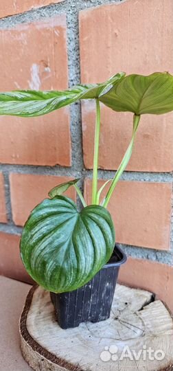 Филодендрон мамей