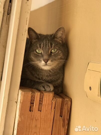 Стерилизованная кошечка