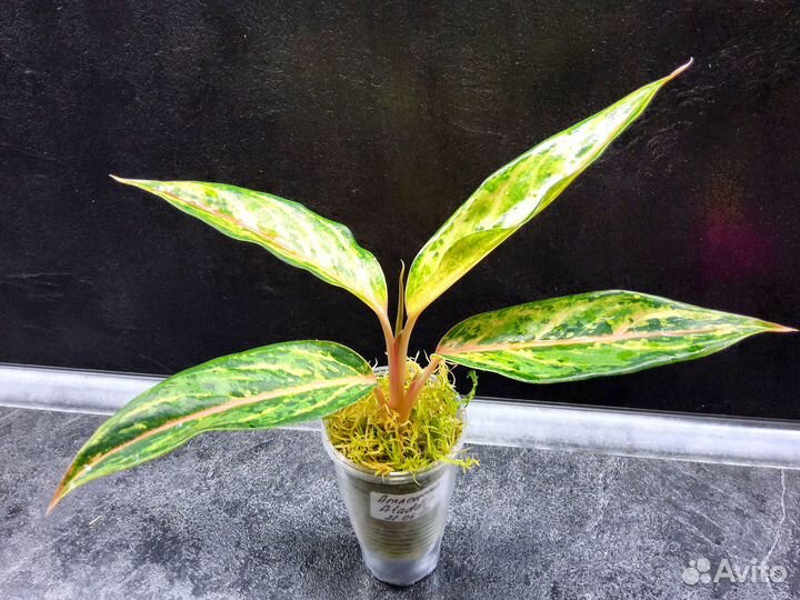 Аглаонема Aladdin, тайская