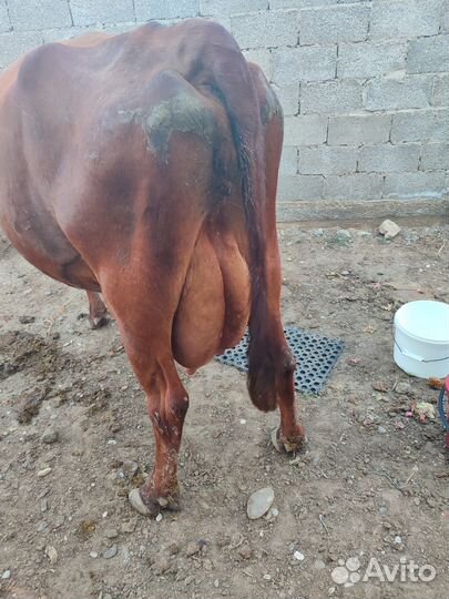 Корова дойная молочная