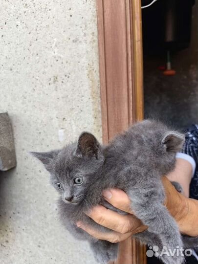 Отдам в добрые руки маленьких котят