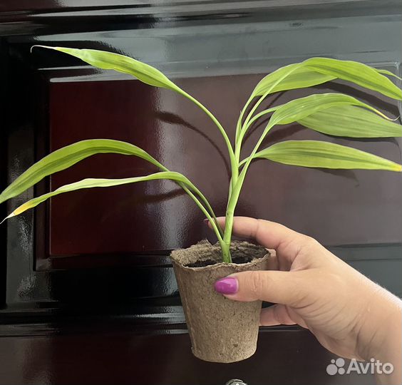 Драцена Сандера (бамбук счастья)