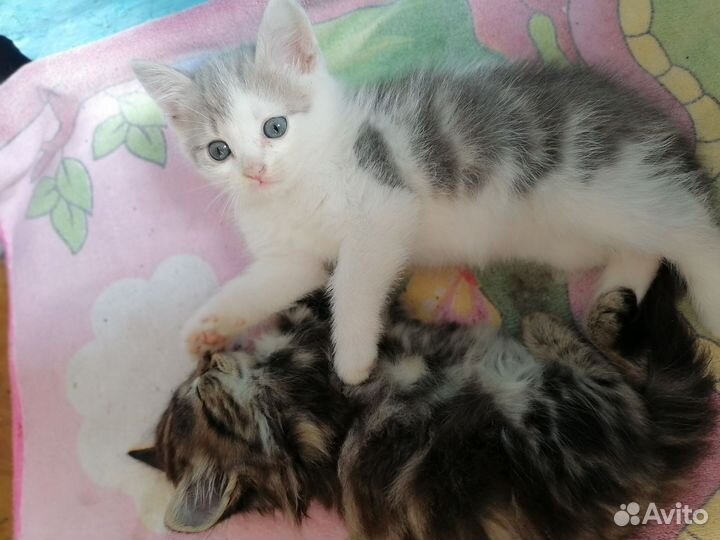 Котята от британки
