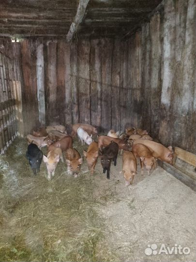 Поросята мангалица +дюрок