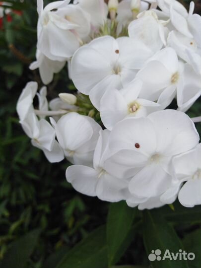 Флоксы многолетние