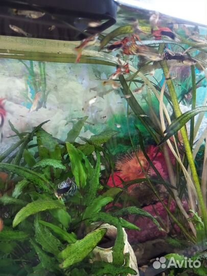 Гуппи рыбки