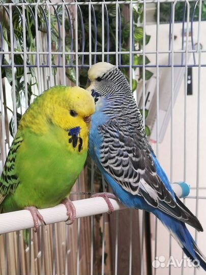 Волнистый попугай (чехи) пара, клетка