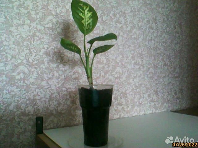 Диффенбахия