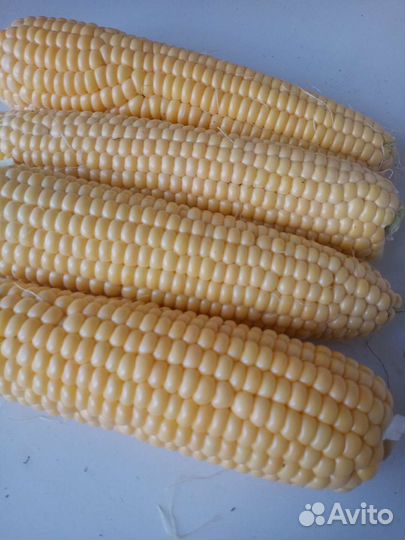 Кукуруза бандюэль