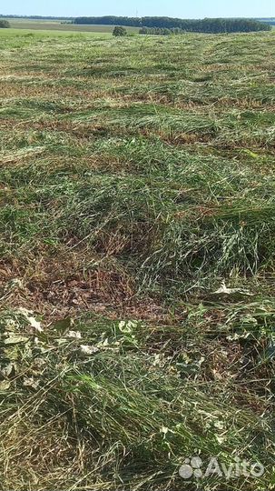 Сено в рулонах