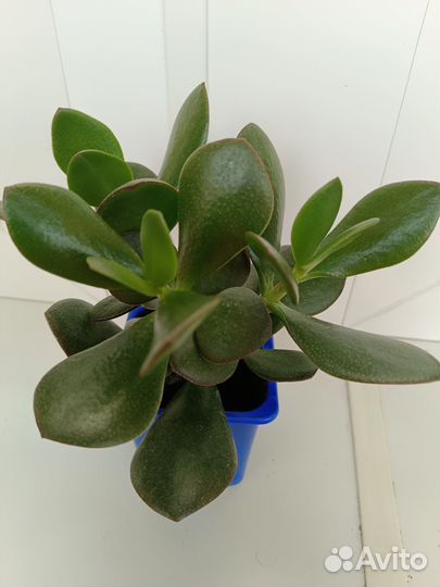 Тростянка денежное дерево