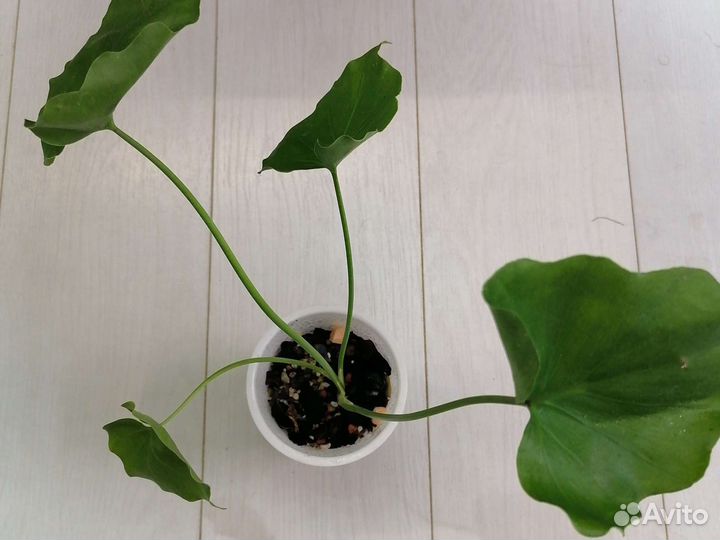 Филодендроны