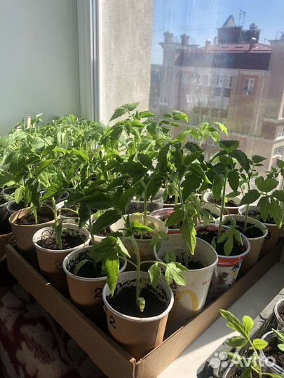 Рассада помидоров томатов