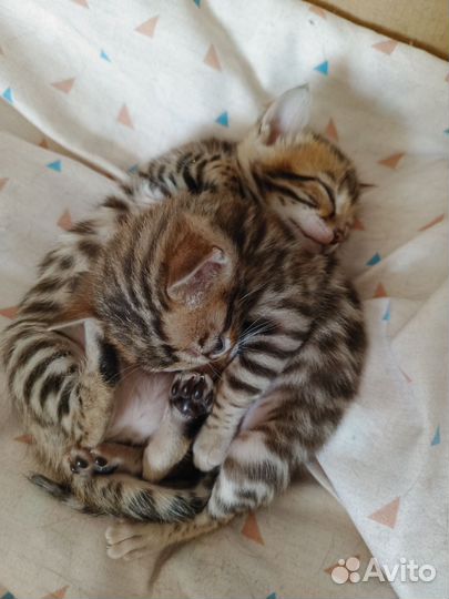 Бенгальские котята