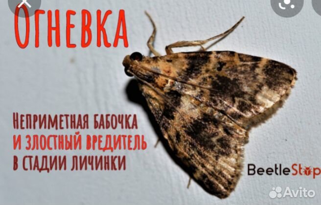 Огневка