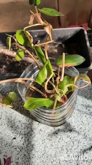 Авокадо, хлорофитум, традесканция, комнатные раст