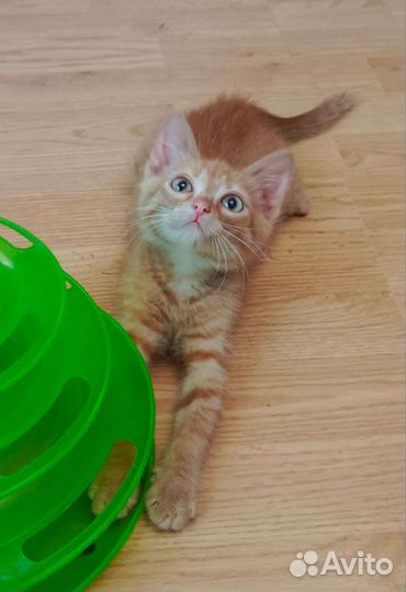 Счастье в дом