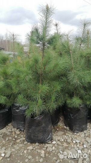 Кедры - 11 лет