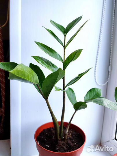 Замиокулькас