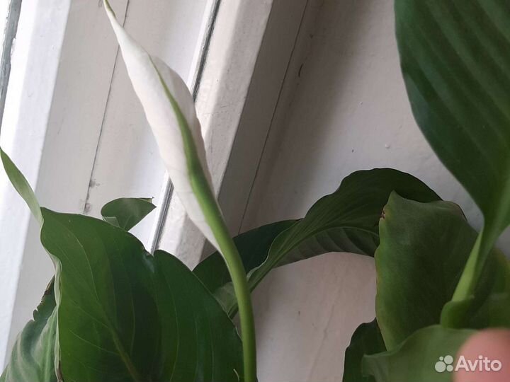 Комнатное растение Женское счастье