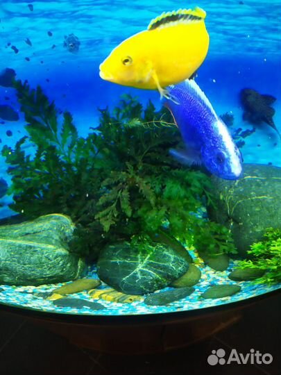 Аквариум