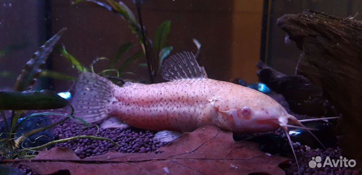 Сом таракатум