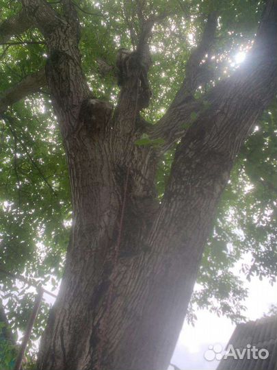 Спил деревьев