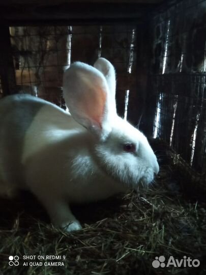 Кролики(самки)