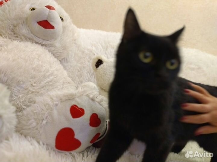 Котенок в дар бесплатно