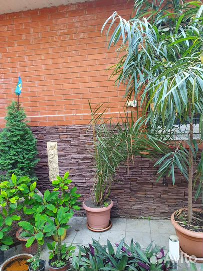 Комнатные цветы юкка