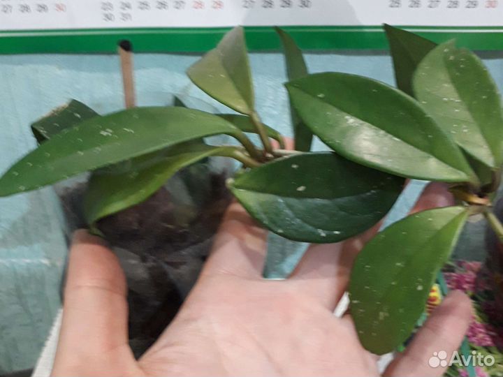 Декабрист,хойя,юдзу,аглаонема, бамбук