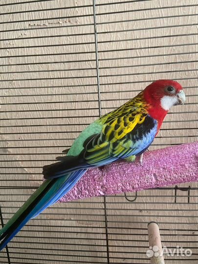 Попугай розелла