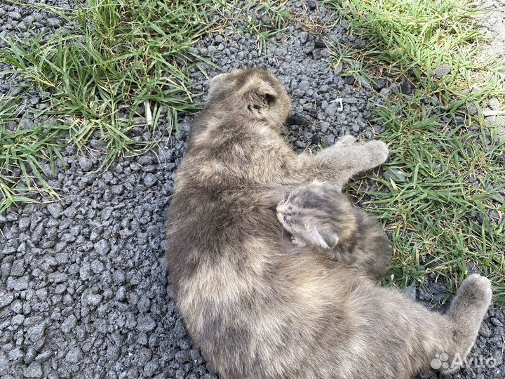 Кошка с тремя котятами