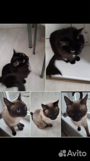 Кошечки в семью