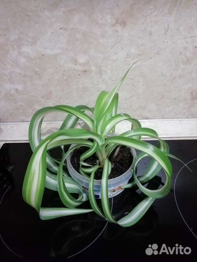 Хлорофитум Бонни кудрявый