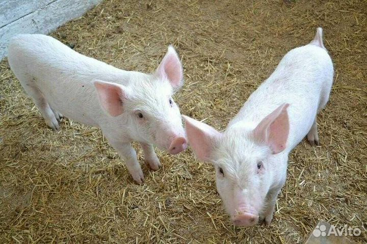 Поросята