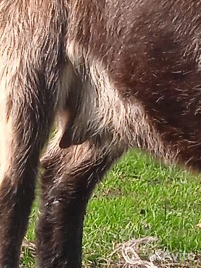 Дойные козы и козëл