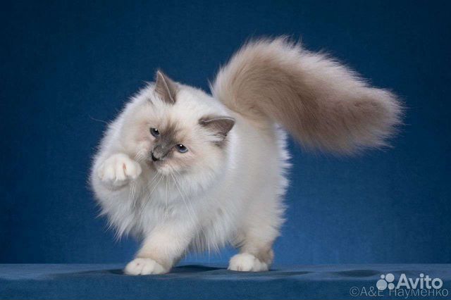 Кошечка Священной Бирмы