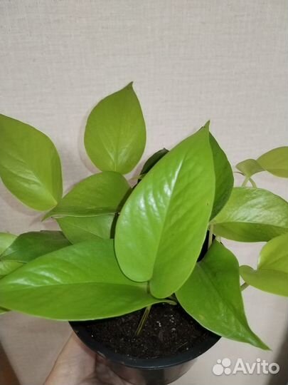 Эпипремнум Неон