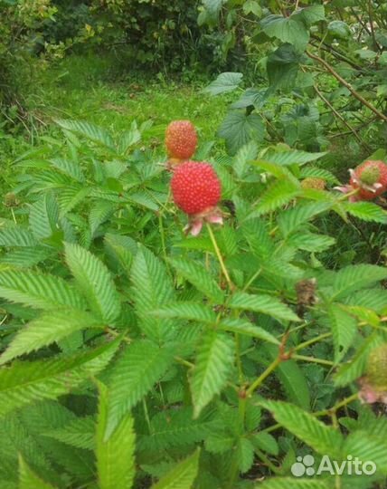 Тибетская малина