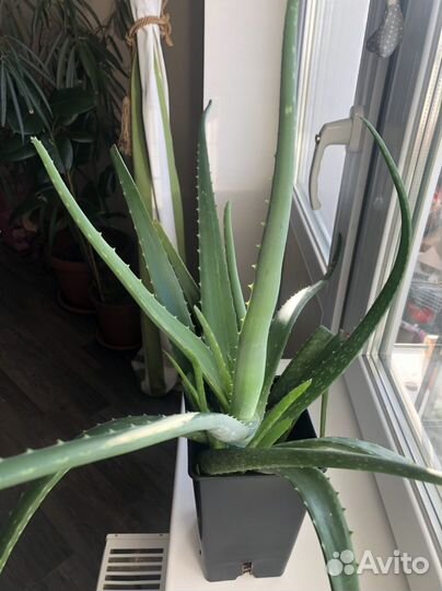 Алое лечебный