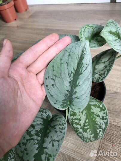 Сциндапсус пиктус Треби