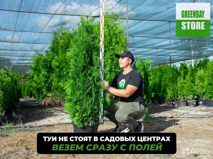 Туя колумна 140 см свежая копка 2023