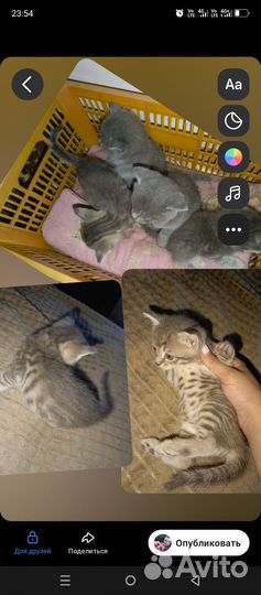 Домашние животные котята бесплатно