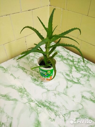 Алоэ столетник