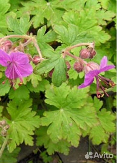 Герань садовая уличная(вечно зелёная)