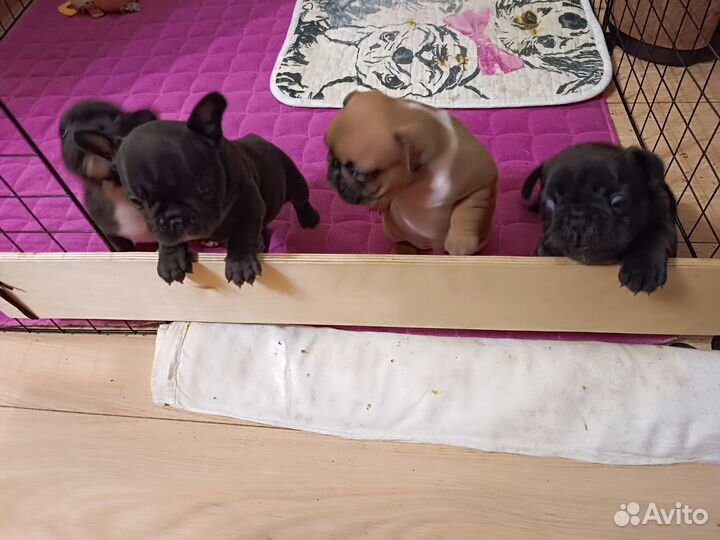 Французский бульдог